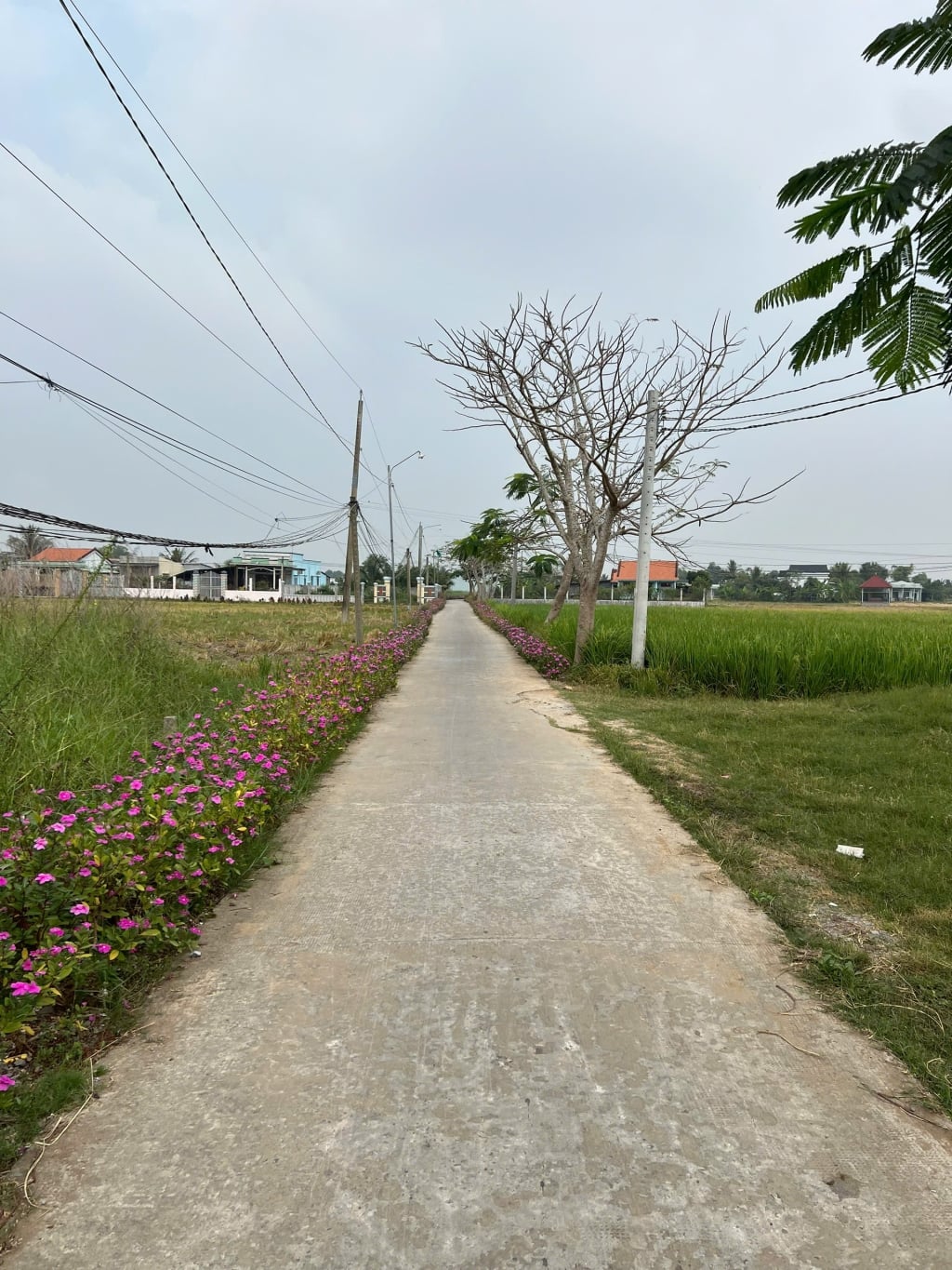 Đất nền 160m² Tân Lân, Cần Đước - Sổ hồng sẵn, giá 720 triệu