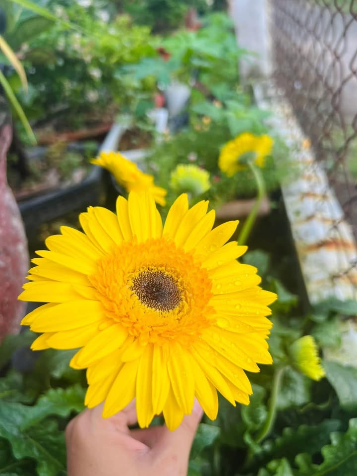 Đất nền Gò Công Đông 216m² giá 220 triệu - Sổ đỏ chính chủ!