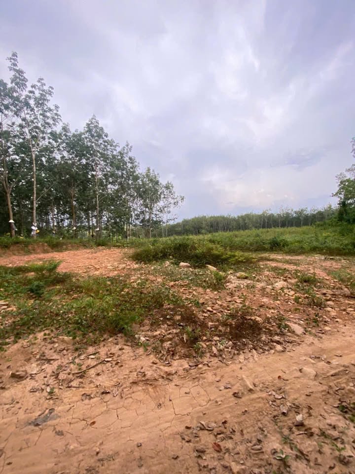 Đất Vườn Kon Tum 1500m² - Sổ Đỏ Quy Hoạch Đất Ở - Giá Đầu Tư 600 Triệu