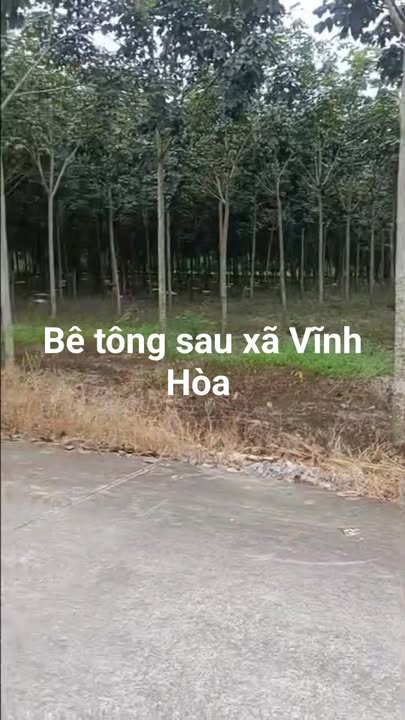 Đất nền 250m² Vĩnh Hoà, Phú Giáo - Sổ đỏ chính chủ, 850 triệu