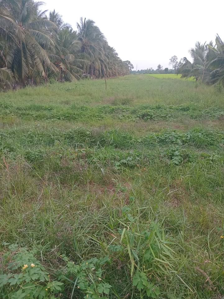 Bán Gấp 6300m² Đất Vườn & Đất Nền Ba Tri, Bến Tre - Giá Tốt Đầu Tư