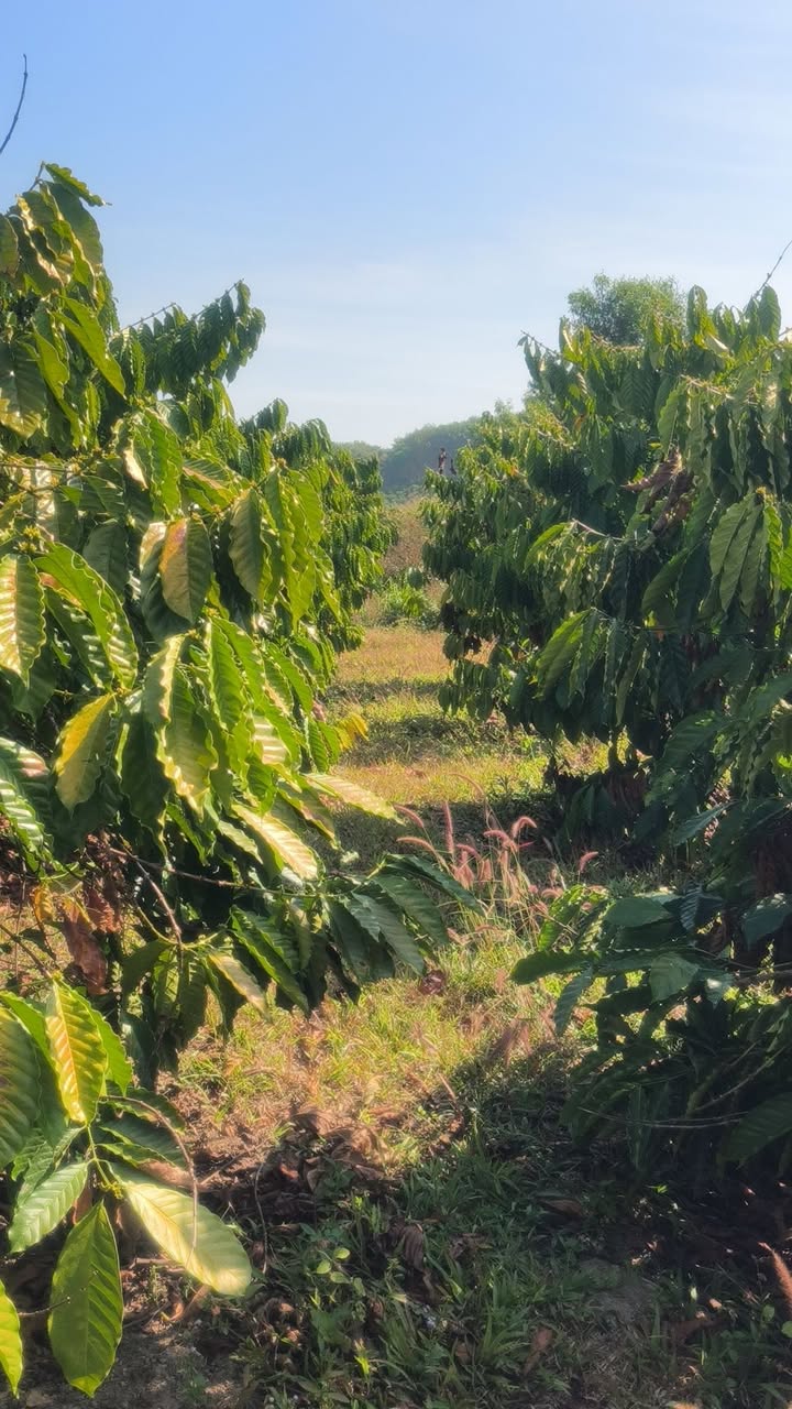 Đất Nền 1.3ha Hào Phú Kon Tum - Sổ Đỏ Chính Chủ, Tiềm Năng Sinh Lời!