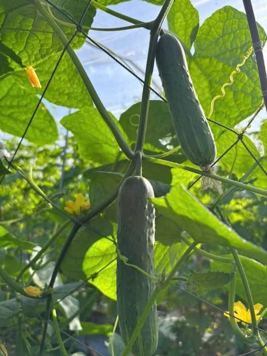 Cho thuê nhà 2PN hẻm ô tô Trần Hưng Đạo, TP Quảng Ngãi - 4 triệu/tháng