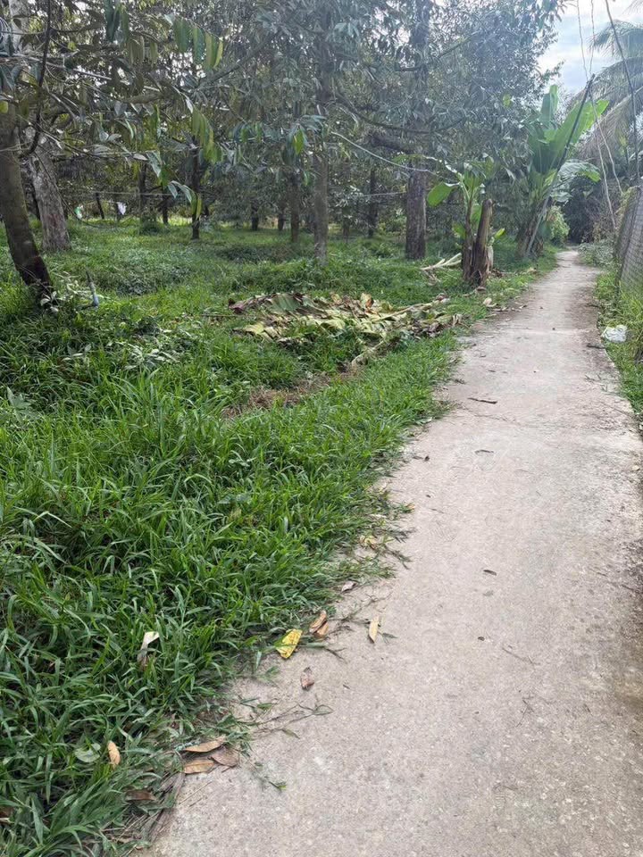 Đất Vườn 399m² Hòa Nghĩa, Chợ Lách - Sổ Sẵn, Giá 260 Triệu