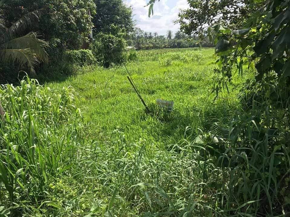 Đất Ruộng 1600m² Tam Bình Vĩnh Long - Sổ Đỏ Chính Chủ, Tiềm Năng Lớn!