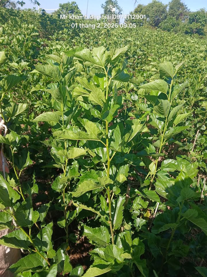 Bán Gấp Đất Vườn 1.4ha Lộc Ngãi, Bảo Lâm - Giá Ngộp 1.2 Tỷ