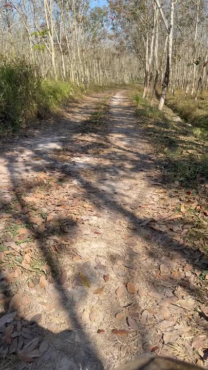 Bán Đất Vườn 400m² Tỉnh Tây Ninh - Cao Su Khai Thác, Giá 290 Triệu