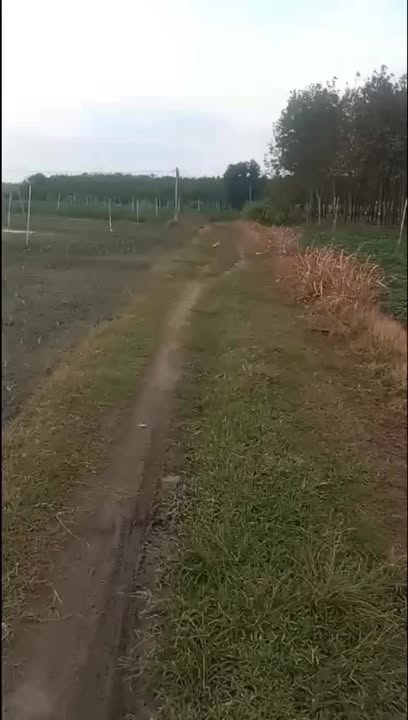 Đất Nền 10.000m² Tân Phú, Tây Ninh - Giá 2 Tỷ, Sẵn Sổ Hồng