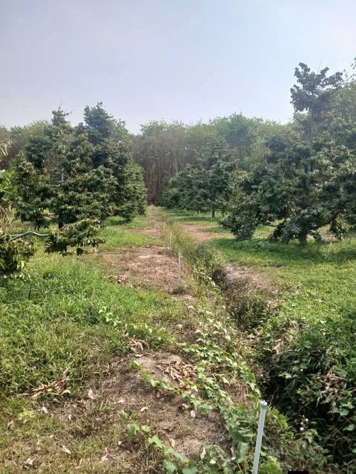 Bán gấp vườn cây ăn trái 8000m² Thạnh Đông, Tây Ninh - Giá 1.6 tỷ