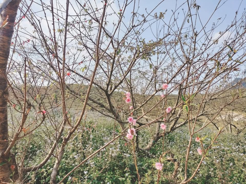 Đất Nền Nghỉ Dưỡng View Chè - Sơn La - 1110m² - Giá Tốt