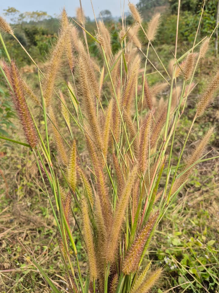 Đất Lục Ngạn 330m² - Hơn 300 Triệu, Sổ Thổ Cư Sẵn Sàng