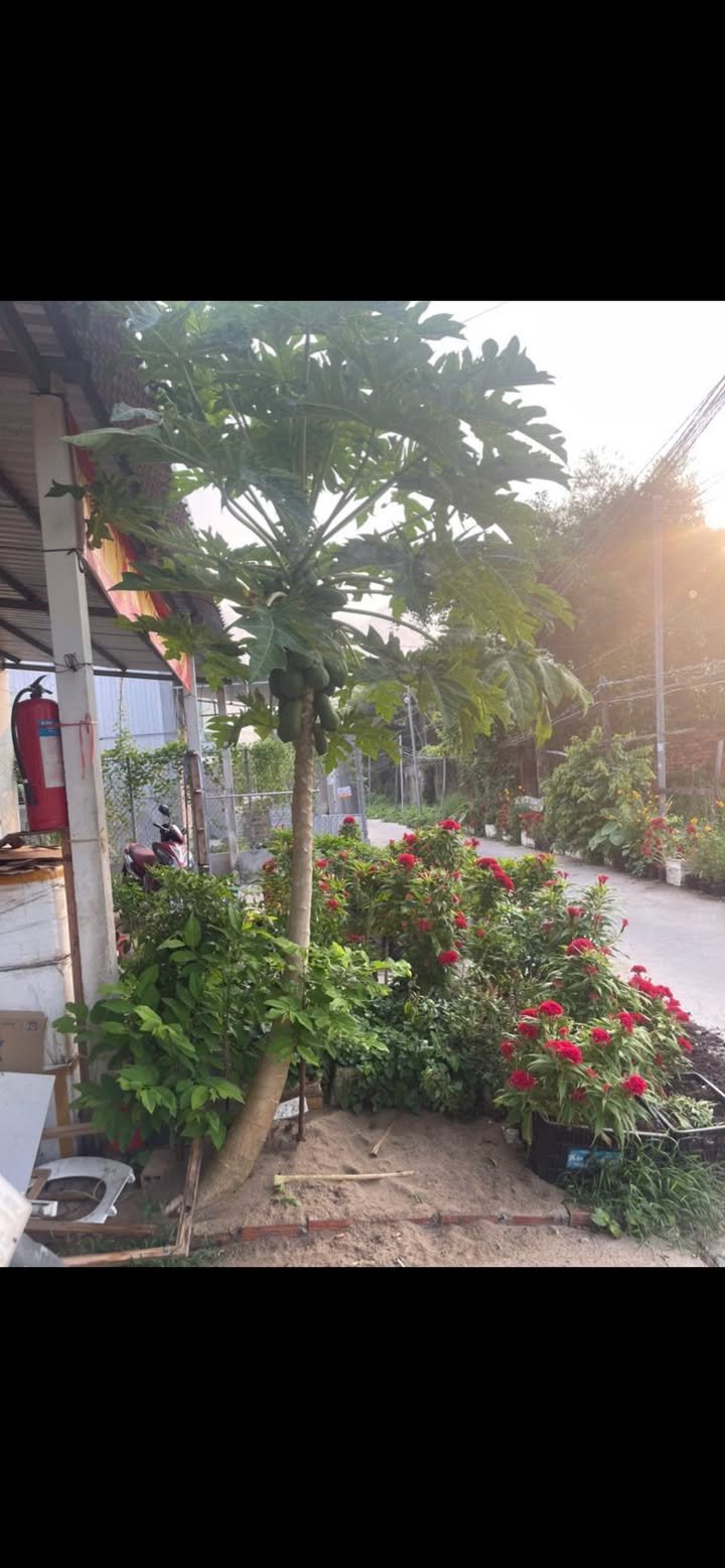 Thuê nhà KDC Hưng Phú 68m² giá 3 triệu - Ô tô vào tận nhà!