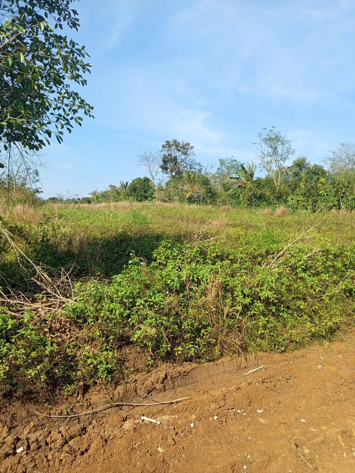 Bán đất 1080m² Thị trấn Ea Kar, Đắk Lắk - Giá 590 triệu