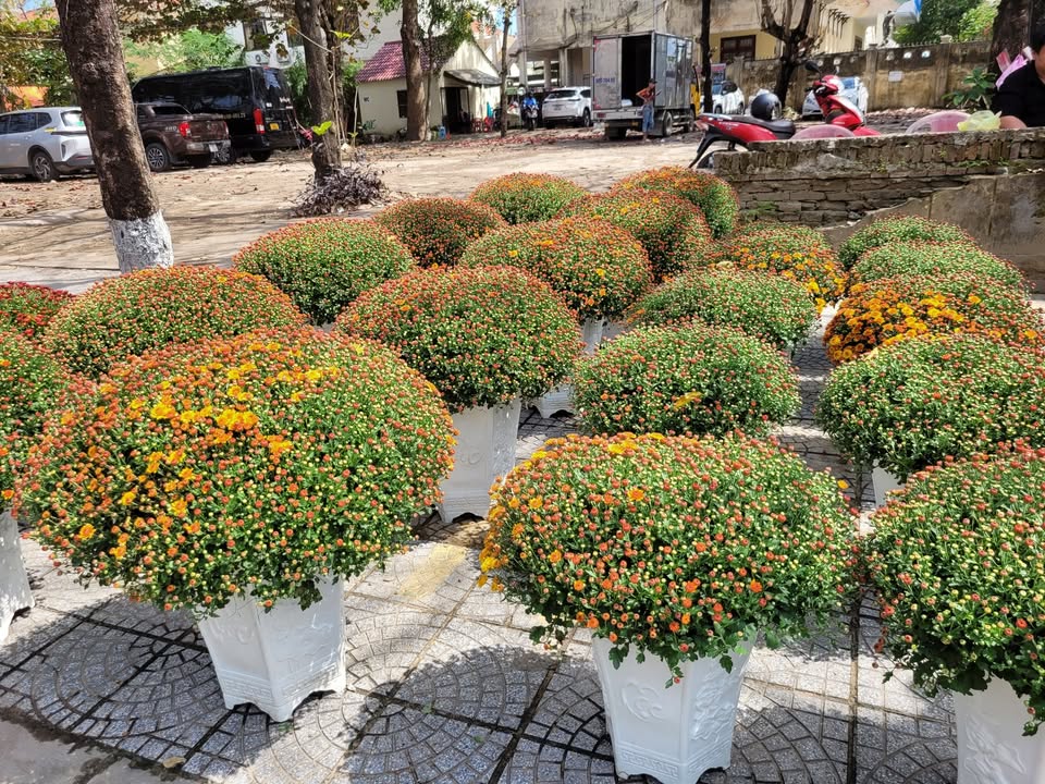 Đất nền Cẩm Châu Hội An 105m² - Sổ đỏ chính chủ - Vị trí đắc địa