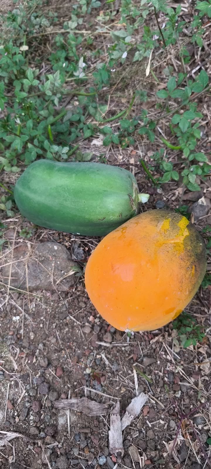 Nhà Cho Thuê Trung Tâm Đất Đỏ, BRVT - 1PN, Sân Rộng, Giá 3 Triệu