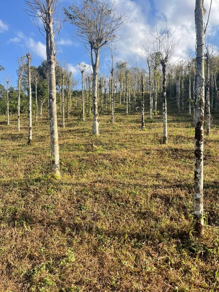 Bán Gấp Đất Vườn Quảng Trực, Đắk Nông - 15.000m² Sổ Đỏ Chính Chủ