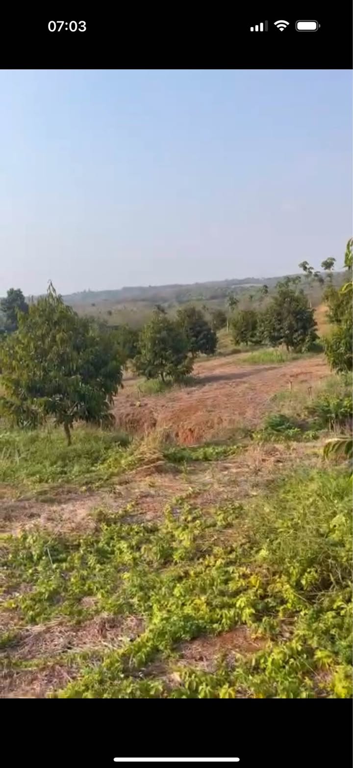 Bán Farm Sầu Riêng Bù Gia Mập 2.7ha - Đất Đỏ Bazan, Đầu Tư Sinh Lời!