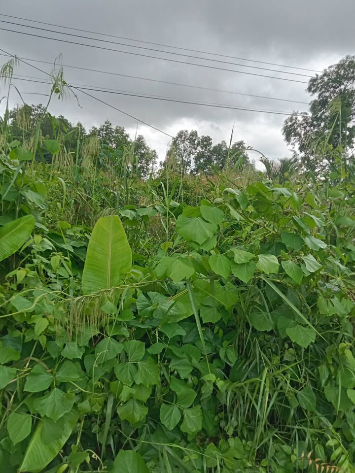 Đất nền Xã Nguyễn Phích Cà Mau 180 triệu - Sổ đỏ chính chủ!