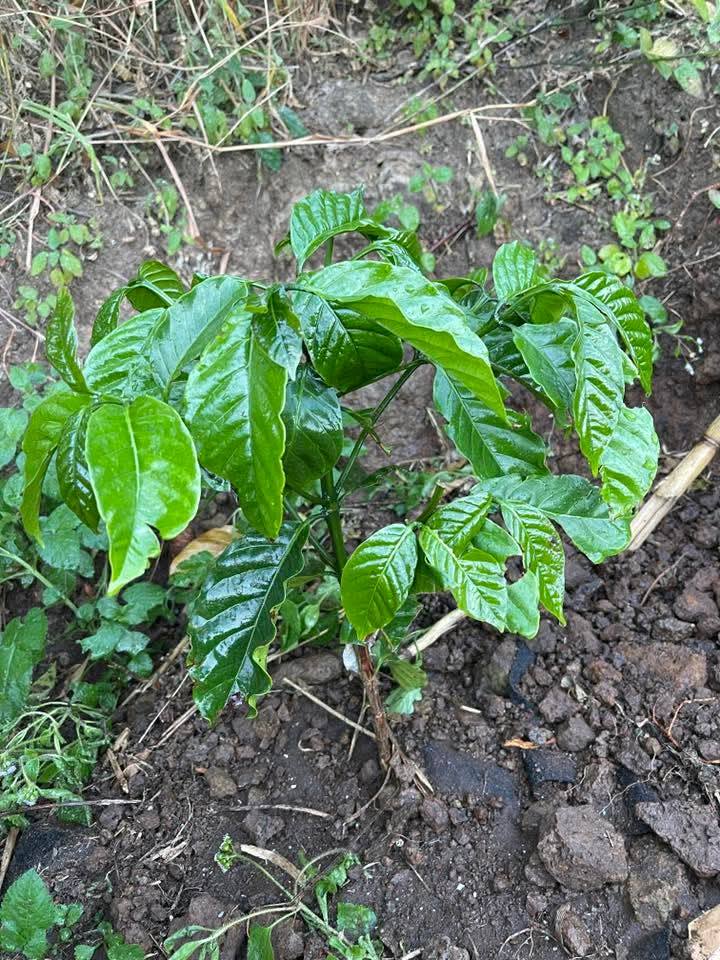 Đất nền Lâm Hà 5000m² giá 2.1 tỷ - Sổ đỏ chính chủ!