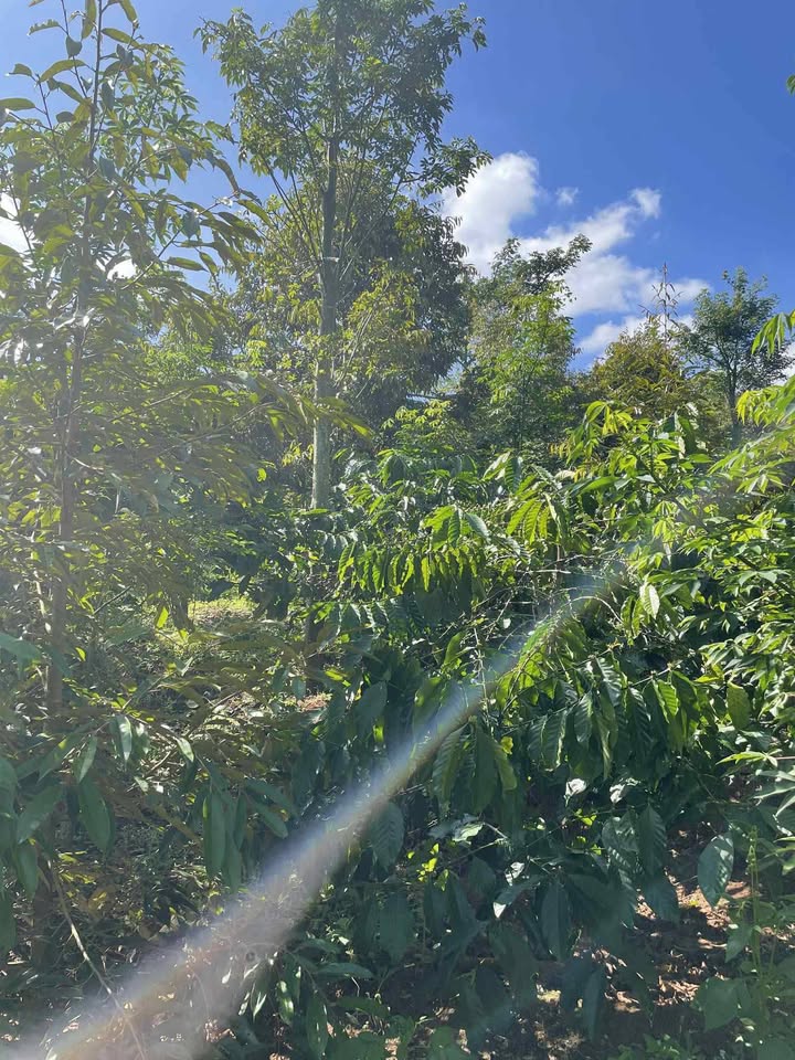 Bán Gấp 6 Sào Đất Sầu Riêng Cư Né, Đắk Lắk - Giá Đầu Tư 330 Triệu/Sào