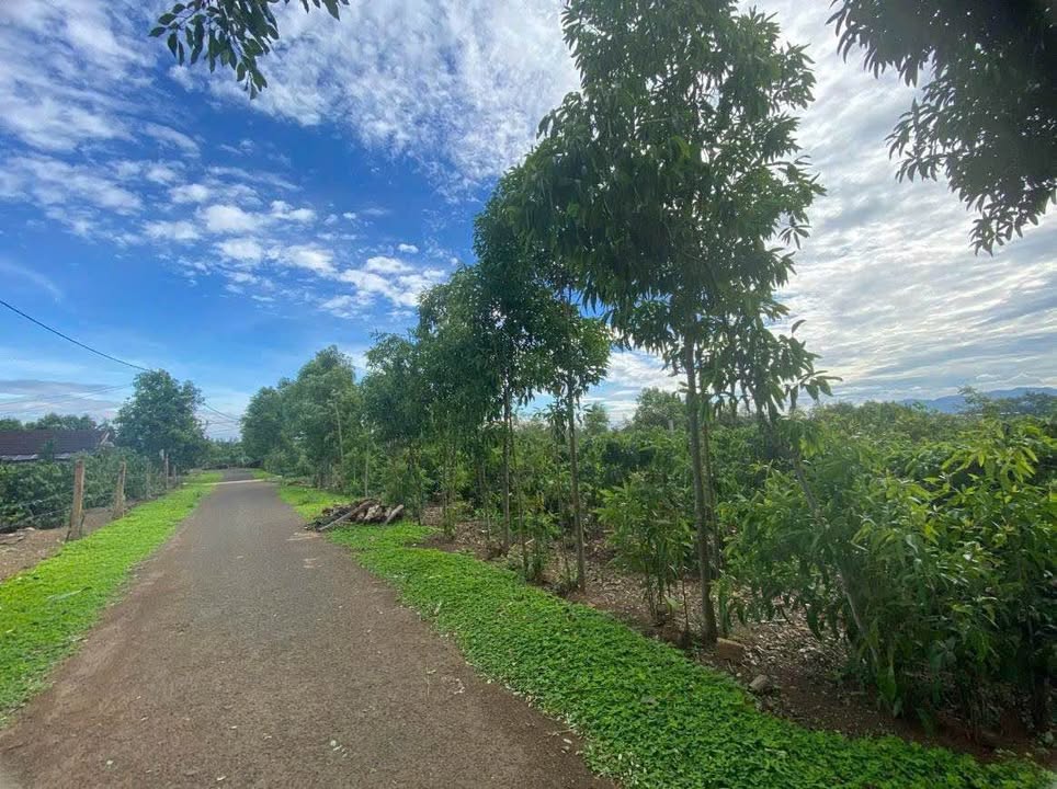 Bán Gấp Đất Vườn Gia Lai 5.7 Sào - Vườn Cây Ăn Trái, 400m² Đất Ở