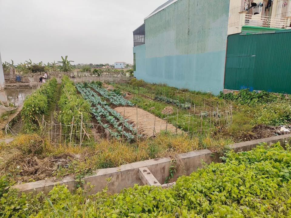 Đất nền Thanh Tân 90m² - Mặt đường lớn, kinh doanh đỉnh!