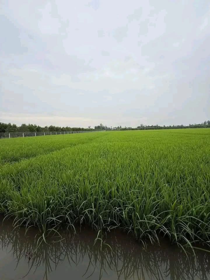 Cho thuê 1.1ha đất ruộng Đồng Tháp - Giá tốt 4.2 triệu/công/năm