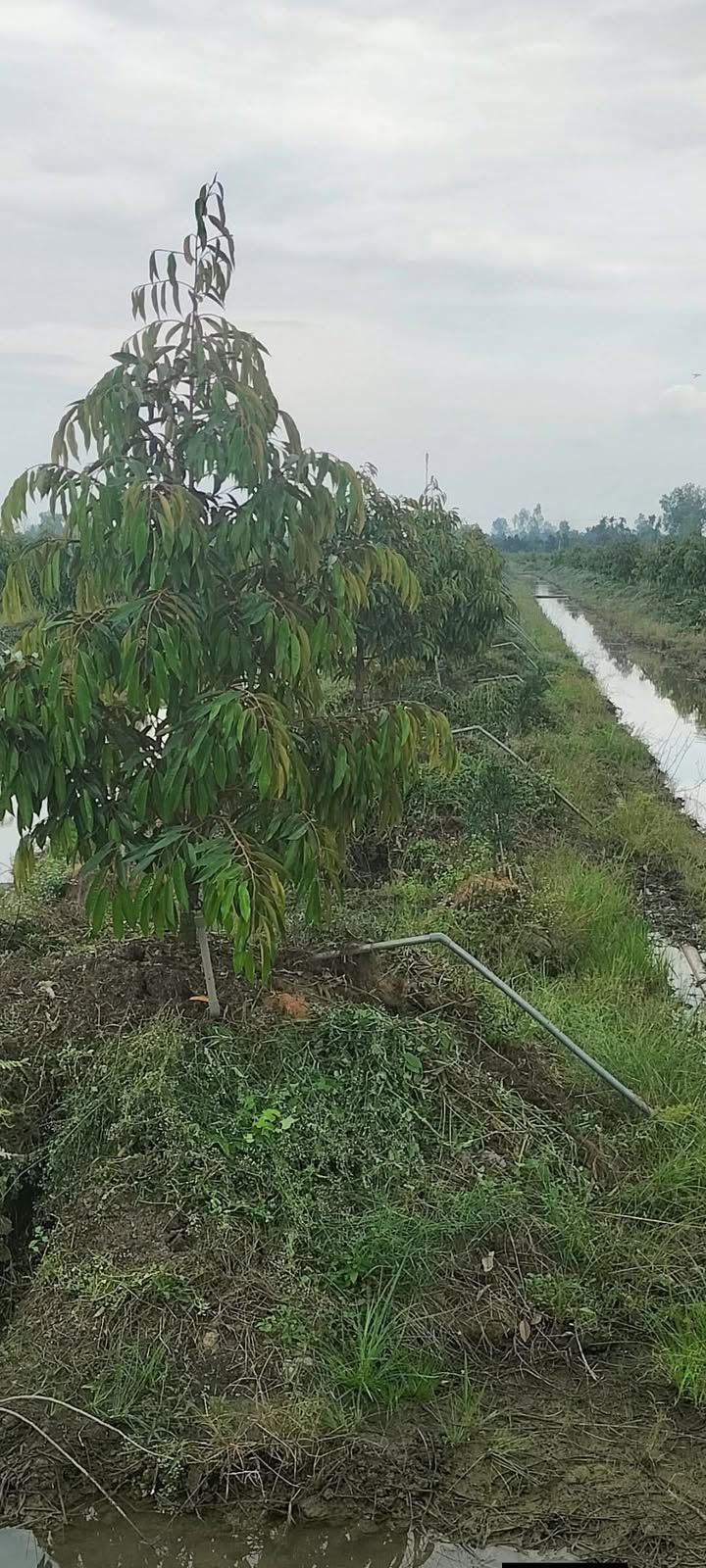 Bán Gấp 7300m² Đất Vườn Trồng Sầu Riêng Cái Bè - 3.57 Tỷ