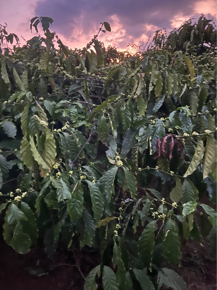 Bán đất Nghĩa Hưng Gia Lai 3096m² - Sẵn sàng xây dựng, ô tô tận nơi