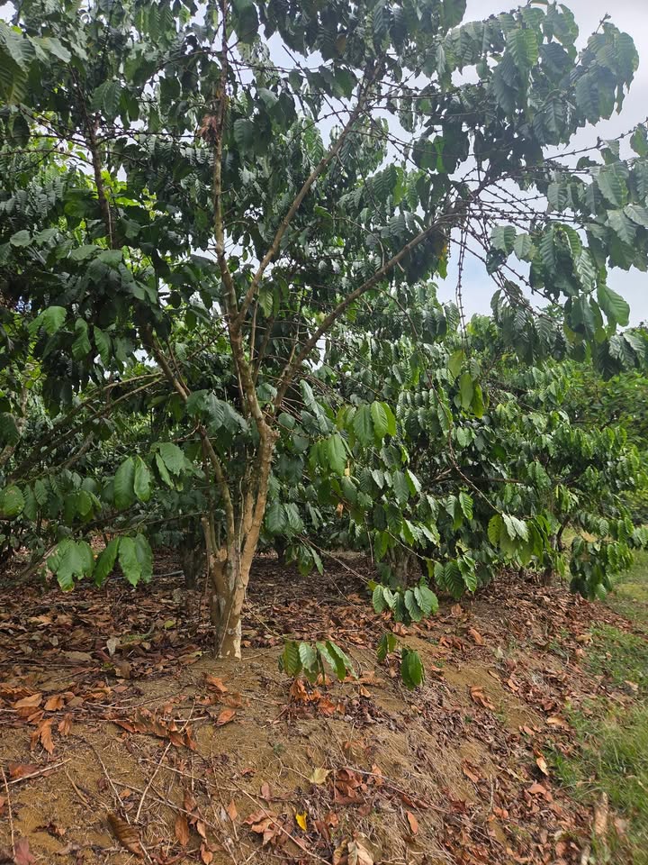 Bán Đất Vườn Cà Phê 15.000m² Bảo Lâm - Sổ Hồng, Thế Đất Triền Đẹp