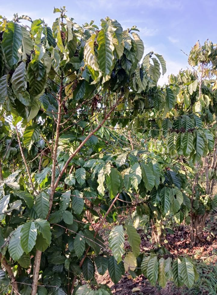 Bán Đất Rộng 1.8ha Thoải Mái, Lâm Hà, Lâm Đồng - Giá 2.8 Tỷ