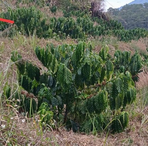 Đất Đam Rông 1650m² - 650 Triệu, Gần QL27, Sẵn Sàng Đầu Tư