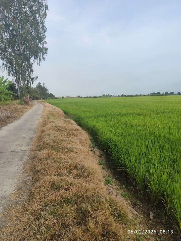 Đất ruộng 10.000m² sổ hồng riêng tại Hậu Giang - Giá 1.8 tỷ TL