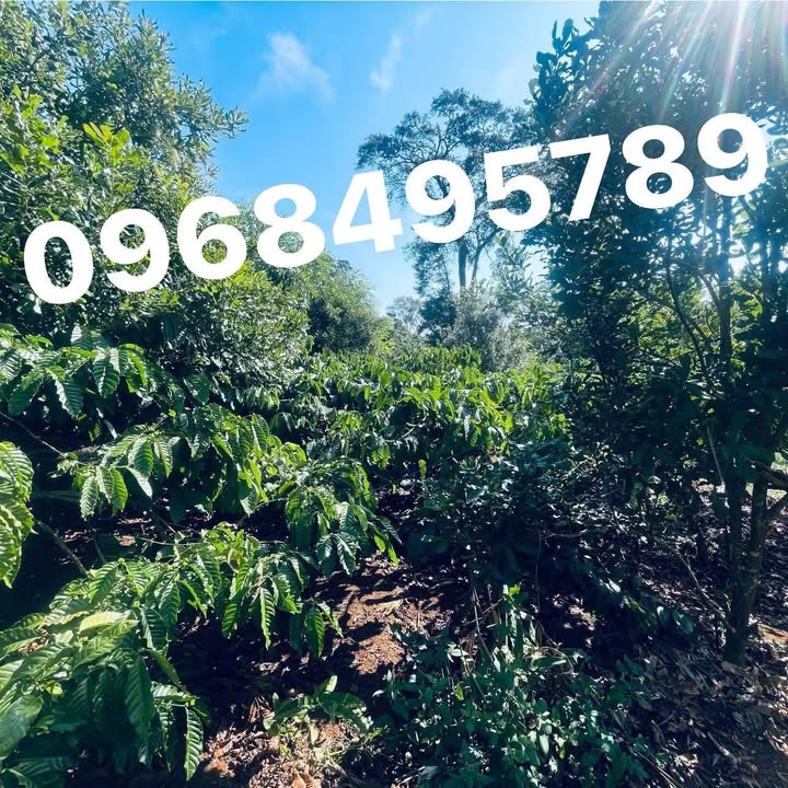 Đất vườn KBang Gia Lai 11.000m² - Sổ đỏ chính chủ, Giá đầu tư tốt!