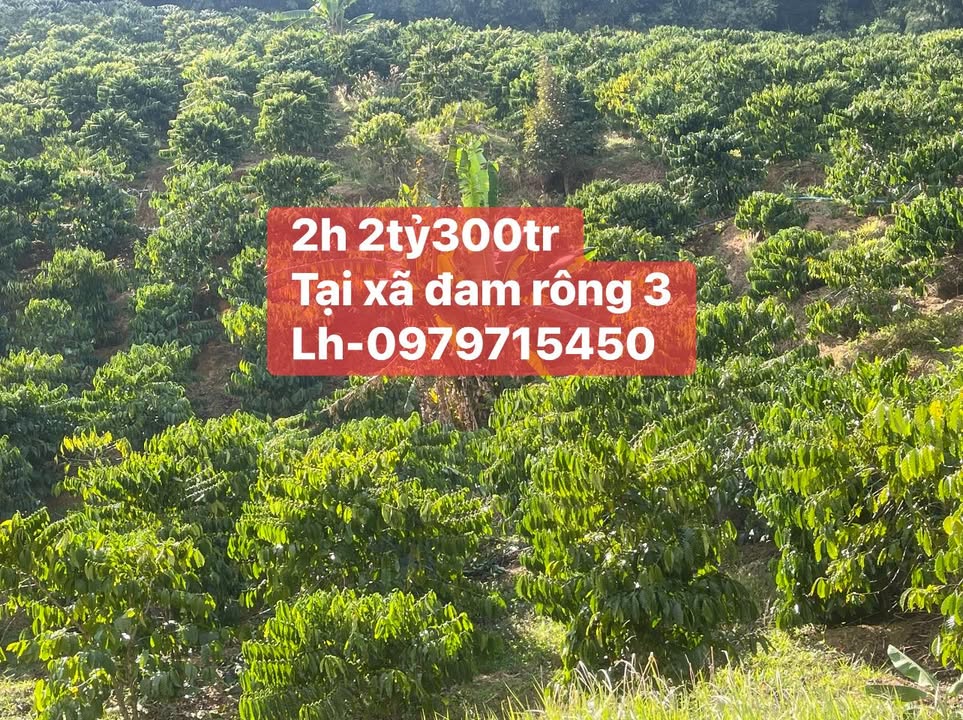 Bán Gấp Đất Rẫy Cafe 2ha Đam Rông, Lâm Đồng - Giá 2.3 Tỷ