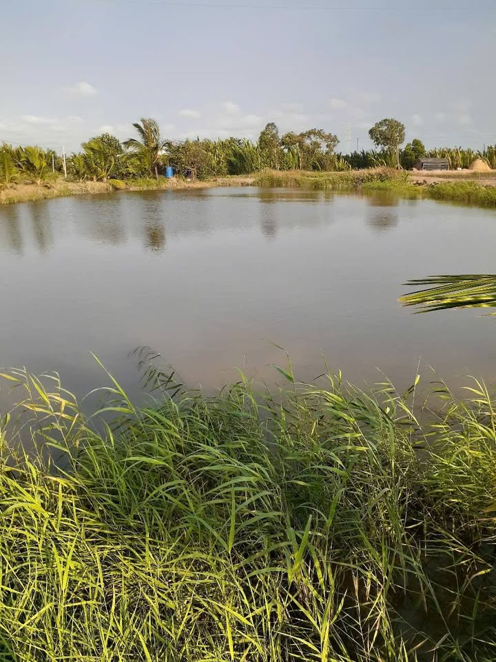 Bán Gấp Đất Farm 4000m² Nuôi Tôm - Xã An Nhơn, Bến Tre - Sổ Đỏ Sẵn Sàng