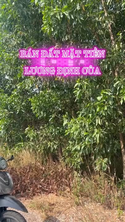 Đất Vườn Mặt Tiền Lương Định Của La Gi 2419m² - Sổ Đỏ Sẵn Sàng