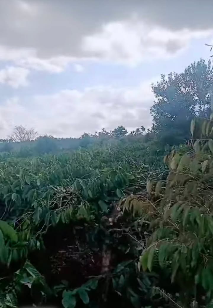 Bán Gấp 9 Sào Đất Trồng Cà Phê, Sầu Riêng Tại Krông Năng - 477 Triệu