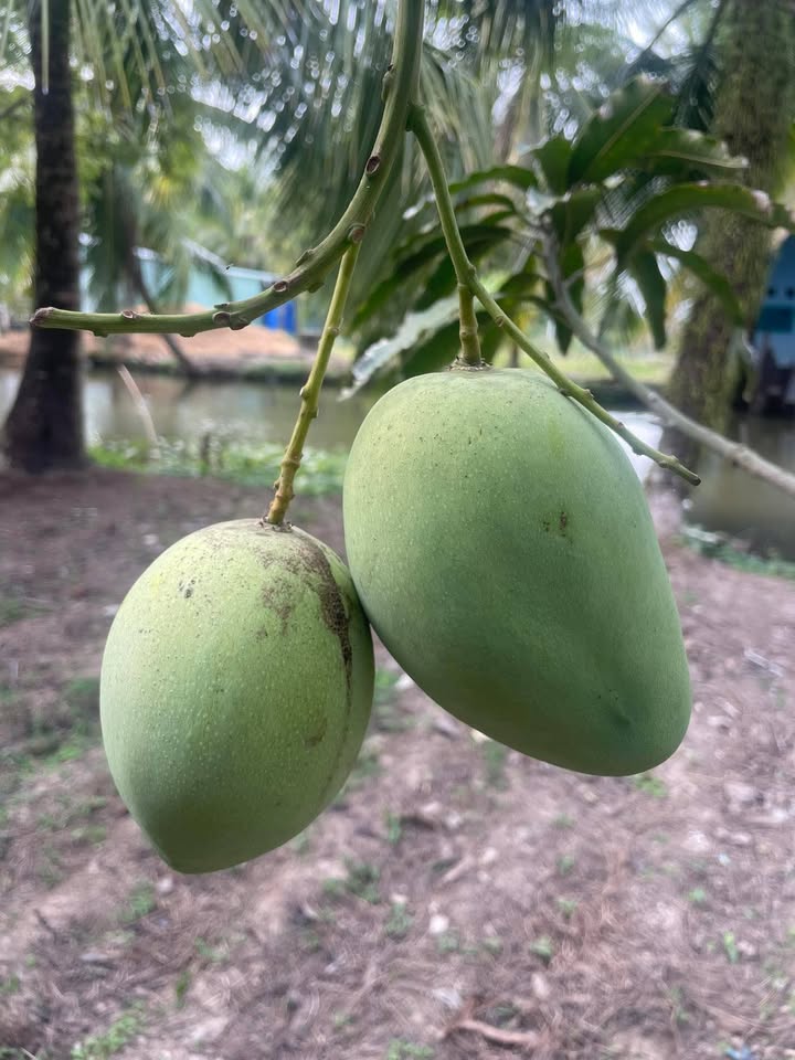 Đất Nền Giục Tượng 3600m² - Sổ Đỏ Chính Chủ, Tiềm Năng Lớn!