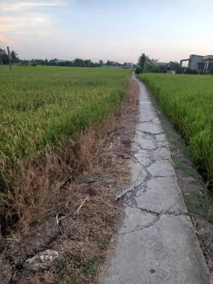 Đất nền Tân Lân Cần Đước 1260m² giá 1.35 tỷ - Tiềm năng tăng giá vượt trội!