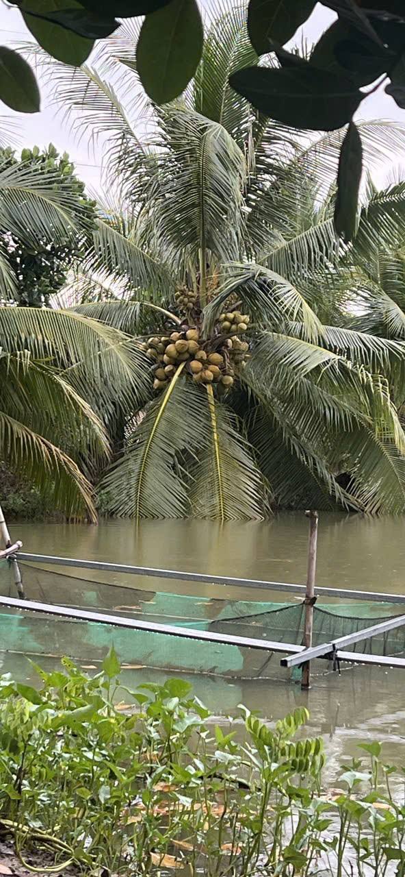 Đất vườn Bình Thạnh, Thủ Thừa 5000m² - Nghỉ dưỡng lý tưởng!