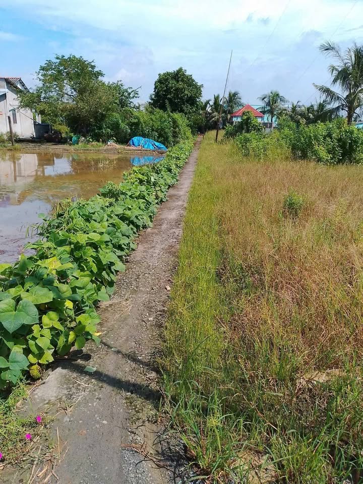 Đất Vườn Long An 1300m² - Giá Đầu Tư 700 Triệu Tại Tân Trạch, Cần Đước