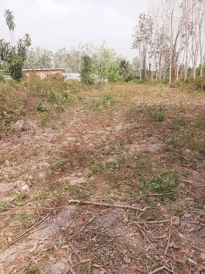 Đất Trảng Bàng 318m² Sổ Sẵn - Giá Tốt Trước Tết