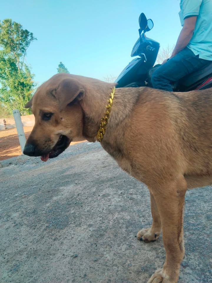 Đất nền Nhơn Hoà An Nhơn 68m² giá 2 tỷ - Đường to ô tô