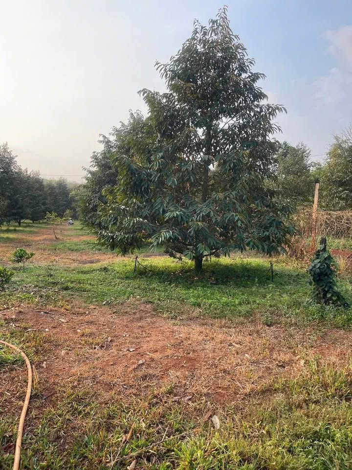 Bán Gấp Đất Vườn 1512m² Tặng Nhà Tại Lộc Ninh, Bình Phước - Giá 1.4 Tỷ