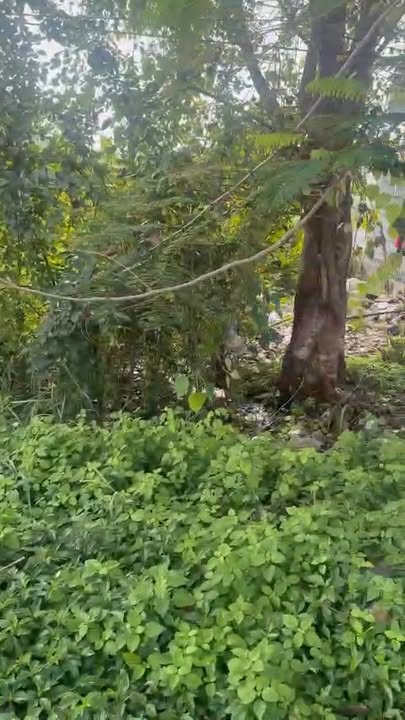 Nhà Phố Quốc lộ 1A Sóc Trăng 928m² - Mặt tiền kinh doanh đắc địa!