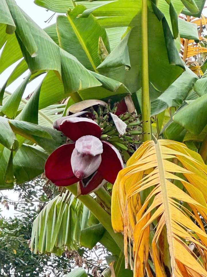 Đất Nông Nghiệp Xuân Canh 560m² - Sổ Đỏ Chính Chủ