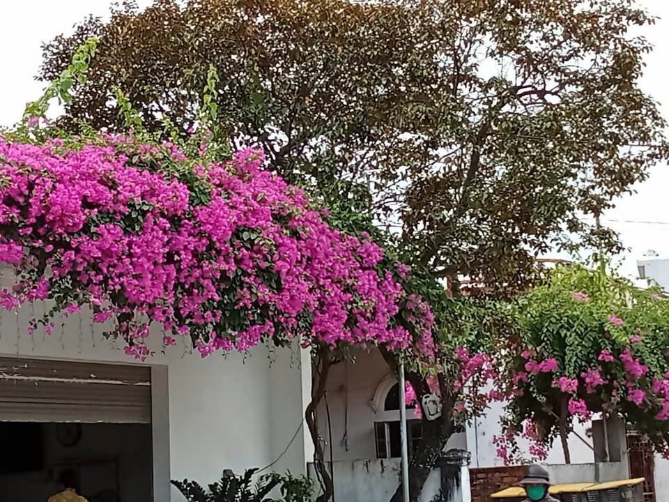 Đất Nền Quảng Phú, TP. Thanh Hóa 90m² - Giá Đầu Tư 9xx Triệu