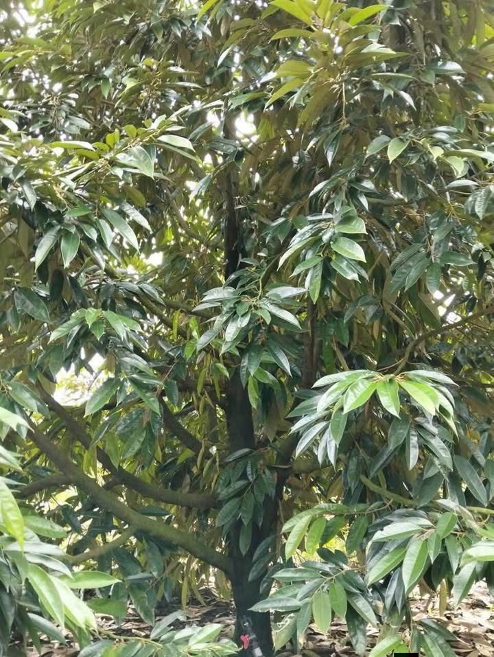 Cho thuê vườn sầu riêng Trà Cổ - Tân Phú 110 cây, 10 năm