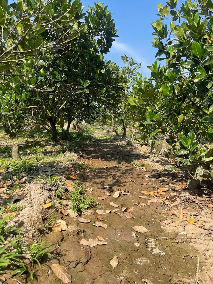 Đất Vườn Mỹ Tân, Cái Bè 5600m² – Cơ hội Đầu tư Dài hạn!